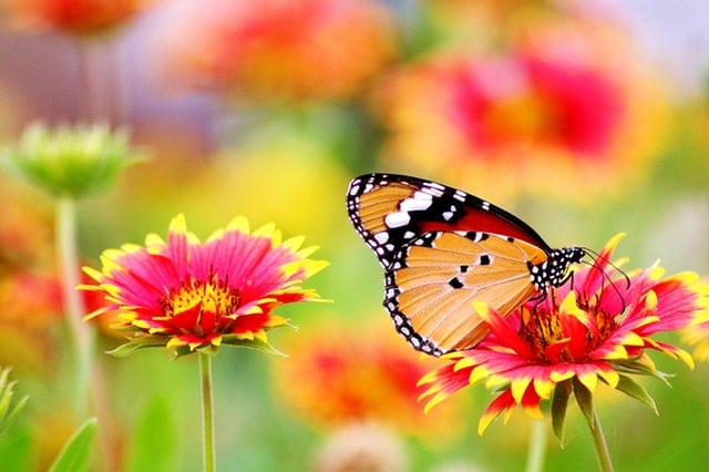 spring flowers 