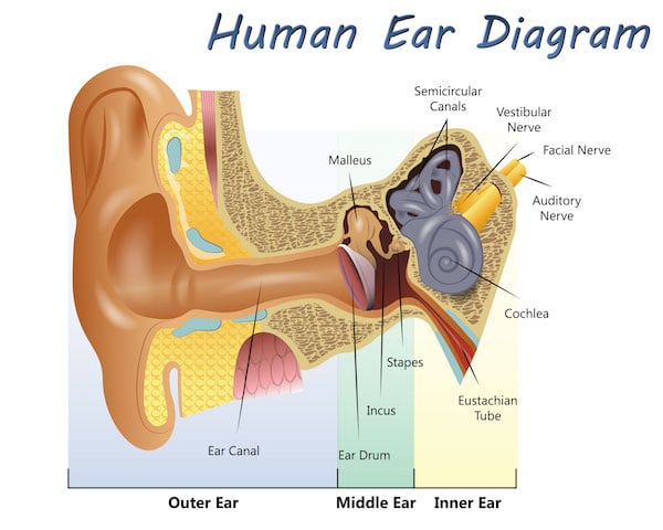 diagram of the ear 